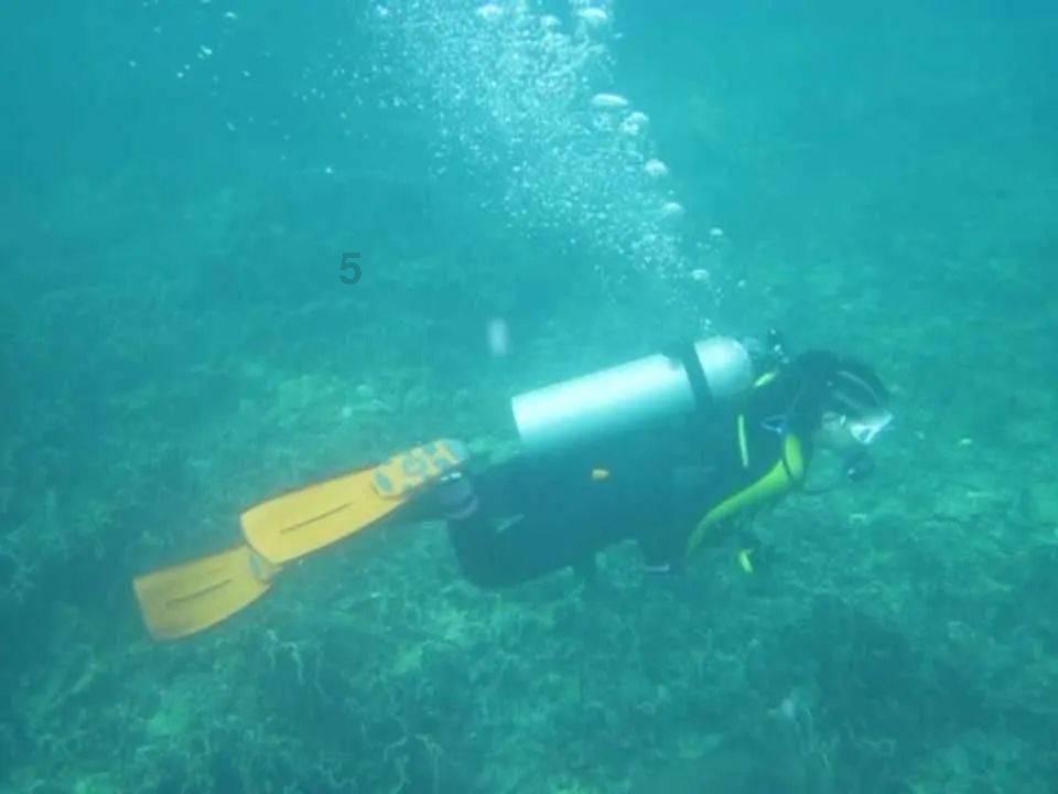动物帮帮忙保卫家园